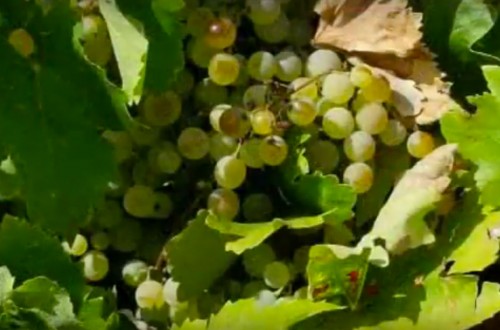 Los vinos de Terrer y el mejor Cava del mundo