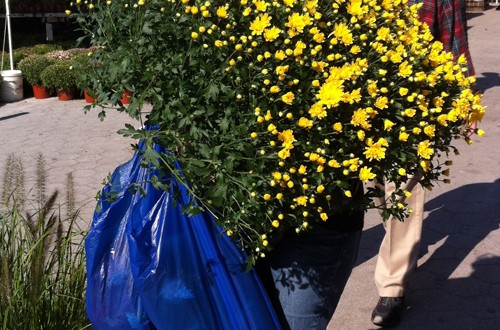 Walking flowers (New York)