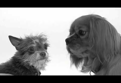 Kissing dogs