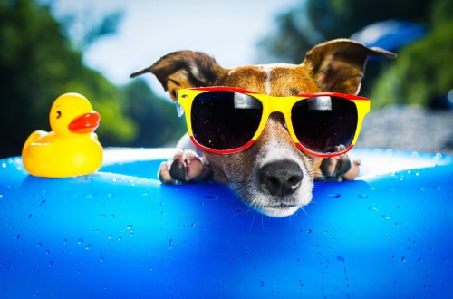 Los 5 perros más famosos de Instagram