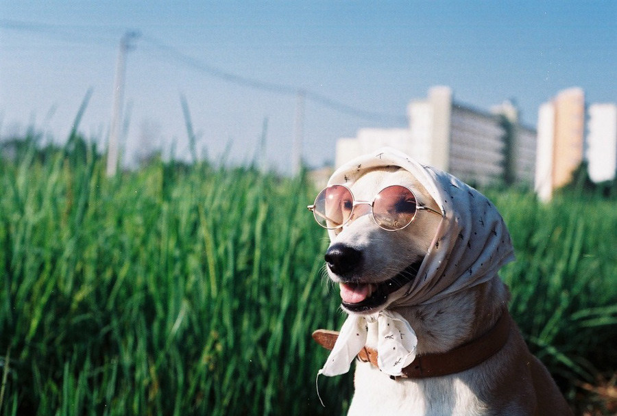 glutadog instagram