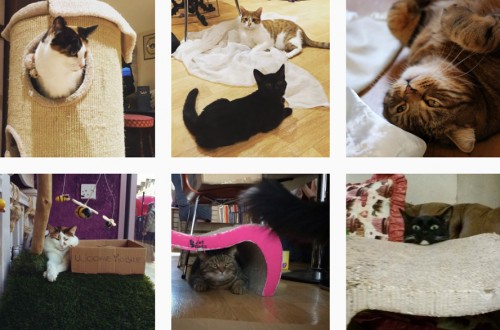 Lady Dinah’s: el emporio de los felinos