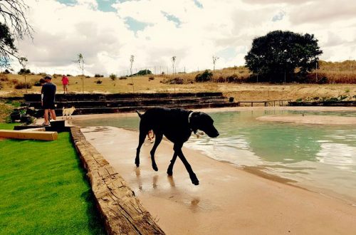 Campus Perruno: la primera piscina para perros en Madrid