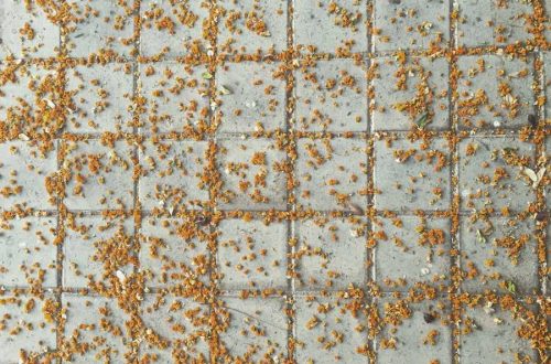 «Las flores del tiempo», un proyecto de Belén Torregrosa